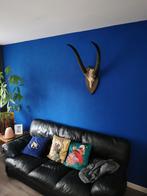 Waterbok schedel trofee, Ophalen of Verzenden