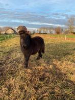 Shetlander Hengst, Niet van toepassing, 0 tot 2 jaar, Hengst, A pony (tot 1.17m)