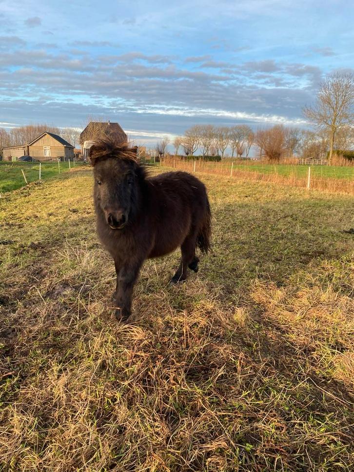 Shetlander Hengst, Dieren en Toebehoren, Pony's, Hengst, Niet van toepassing, A pony (tot 1.17m), 0 tot 2 jaar, Gechipt, Ontwormd