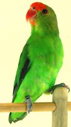 AGAPORNIS TARANTA, Meerdere dieren, Dwergpapegaai of Agapornis, Geringd