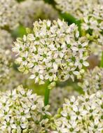 Allium nigrum wit biologische zaden, Ophalen of Verzenden, Volle zon, Zaad