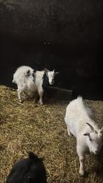 Geitenbokjes, Dieren en Toebehoren, Schapen, Geiten en Varkens, Mannelijk, Geit, 0 tot 2 jaar