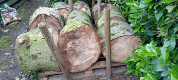 PRIMA HAARDHOUT( Dennen) beschikbaar voor biedingen