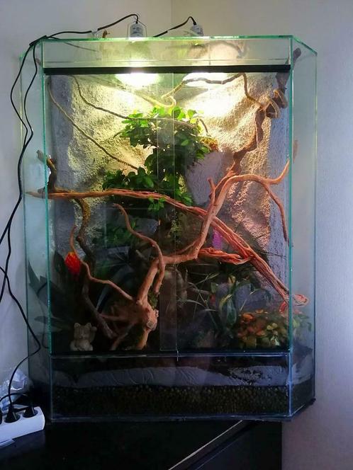 Volglas panorama reptiel terrarium, met schuif- of valruit, Dieren en Toebehoren, Reptielen en Amfibieën | Toebehoren, Nieuw, Terrarium of Paludarium