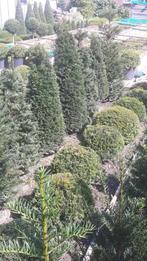 Taxus pyramide, Ophalen, Taxus, Minder dan 100 cm