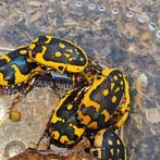 Pachnoda fissipuncta, Dieren en Toebehoren, Insecten en Spinnen, Overige soorten