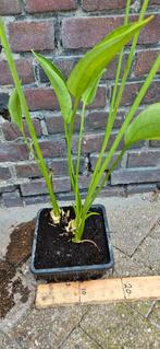 Water weegbree, Alisma plantago aquatica moeras vijver plant, Ophalen, Vaste plant, Halfschaduw, Zomer