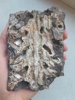Sarcosuchus kaak fossiel, Verzamelen, Mineralen en Fossielen, Ophalen of Verzenden, Fossiel