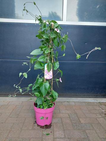 Thunbergia Alata (roze) - Suzanne met de mooie ogen H:115 cm beschikbaar voor biedingen