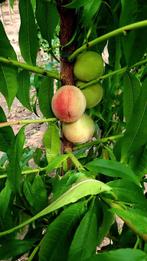 Prunus persica 'Benedicte' ❗️perzikboom🍑❗️, Tuin en Terras, Ophalen, Volle zon, Overige soorten