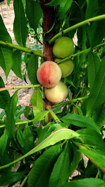 Prunus persica 'Benedicte' ❗️perzikboom🍑❗️ beschikbaar voor biedingen