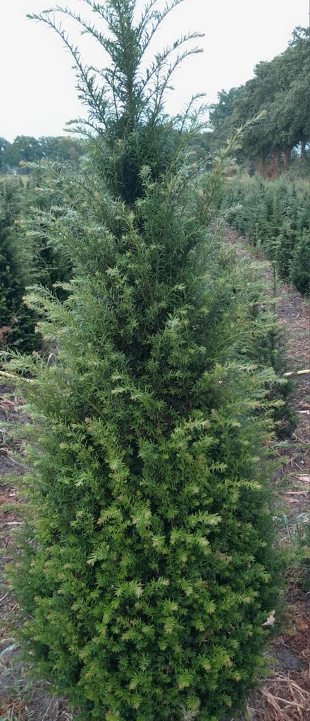Taxus baccata., Tuin en Terras, Planten | Struiken en Hagen, Haag, Taxus, 100 tot 250 cm, Ophalen of Verzenden