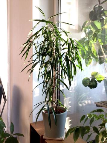 Kamerplant - Ficus Alii King - 90 x 30 beschikbaar voor biedingen