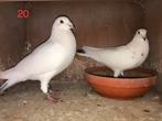 1e nest jonge postduiven 2026 uit dit koppel sportduiven., Meerdere dieren, Postduif