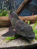 GRATIS pleco algeneter (aquarium vis), Dieren en Toebehoren, Vissen | Aquariumvissen