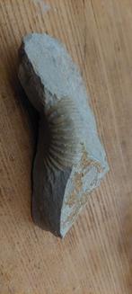 Fossiel in steen 5, Verzamelen, Ophalen of Verzenden, Fossiel