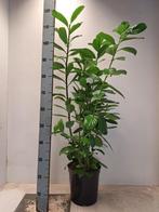 Laurier / Prunus 60-120++, Ophalen, In pot, Overige soorten, 100 tot 250 cm