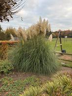 Pampas gras Pluimen - Sierlijk en Decoratief, Tuin en Terras, Ophalen, Volle zon, Vaste plant, Siergrassen
