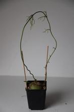 caudex bowiea volubilis, Huis en Inrichting, Kamerplanten, Overige soorten, Ophalen of Verzenden, In pot, Minder dan 100 cm