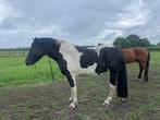 3 jarige bonte ruin, Ruin, Onbeleerd, 160 tot 165 cm, 3 tot 6 jaar