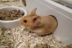 Goudhamsters veel keus., Hamster, November, Meerdere dieren, Tam