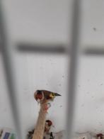 Kleine bloem putter ..parva..geringd 2024, Mannelijk, Wildzangvogel, Geringd