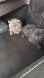 Brits Korthaar Bluepoint Kitten, Dieren en Toebehoren, Katten en Kittens | Raskatten | Korthaar, Poes, Ontwormd