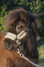 Te koop aangeboden! Alleen voor een goed huisje, Dieren en Toebehoren, Pony's, Hengst, A pony (tot 1.17m), Met stamboom, 0 tot 2 jaar