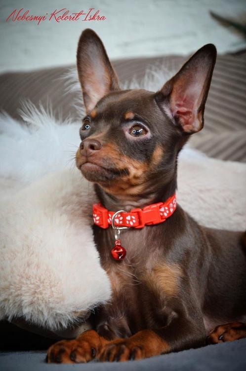 Russkiy Toy, Dieren en Toebehoren, Honden | Chihuahua's en Gezelschapshonden, Teef, Overige rassen, Fokker | Hobbymatig, Eén hond