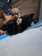 Chihuahua pups nog beschikbaar, Dieren en Toebehoren, Honden | Chihuahua's en Gezelschapshonden, Parvo, 8 tot 15 weken, Meerdere