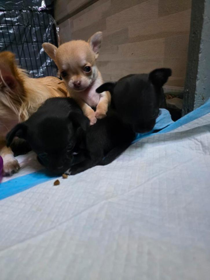 Chihuahua pups nog beschikbaar, Dieren en Toebehoren, Honden | Chihuahua's en Gezelschapshonden, Meerdere dieren, Chihuahua, Particulier