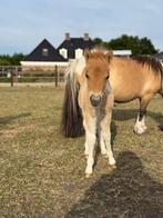 Tekoop aanhankelijk hengstveulen, Dieren en Toebehoren, Pony's, Hengst, Recreatiepony, 0 tot 2 jaar