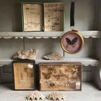 Rariteitenkabinet/taxidermie *tres jolie Duiven*, Antiek en Kunst, Ophalen of Verzenden