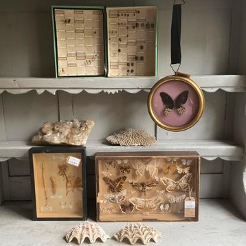 Rariteitenkabinet/taxidermie *tres jolie Duiven* beschikbaar voor biedingen