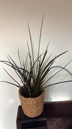 Plat met mandje, Huis en Inrichting, Kamerplanten, Ophalen of Verzenden, Halfschaduw, Minder dan 100 cm