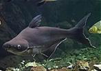 2x pangasius aquarium vis, Vis
