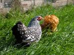 Wyandotte kriel | Krielkippen | rustige kippen, Dieren en Toebehoren, Pluimvee, Meerdere dieren, Kip