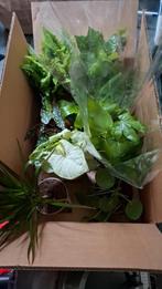 Volle bak planten! Diverse soorten, Huis en Inrichting, Kamerplanten, Ophalen