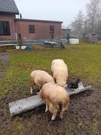 1schaap en 2 ooilammeren, Dieren en Toebehoren, Meerdere dieren, Schaap