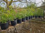 Mooie Bamboe planten. Phyllostachys Bissetii in pot, Tuin en Terras, Planten | Tuinplanten, Ophalen, Volle zon, Vaste plant, Siergrassen