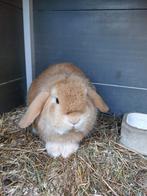Te koop mooie gele minilop ram !, Mannelijk, Dwerg, Hangoor, 0 tot 2 jaar