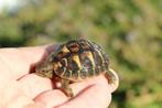 griekse landschildpad, Dieren en Toebehoren, Reptielen en Amfibieën, Schildpad, 0 tot 2 jaar