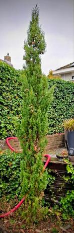 Mooie CYPRES. slanke cypres,  ruim 3 meter, Tuin en Terras, Planten | Bomen, Ophalen, Halfschaduw, Overige soorten