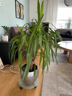 Dracena, 100 tot 150 cm, Overige soorten, Groene kamerplant, Halfschaduw