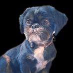 Tekoop Shih-tzu teefje, Dieren en Toebehoren, Overige rassen, 1 tot 2 jaar, Teef, Eén hond