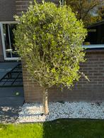 Olijf, Tuin en Terras, Ophalen, Volle zon, Olijfboom, 100 tot 250 cm