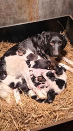 Stabij x Jack Russel puppy's, Dieren en Toebehoren, Overige rassen, 8 tot 15 weken, Meerdere, Meerdere dieren