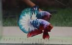 Betta Man Hellboy Fancy, Vis, Zoetwatervis