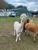 Witte alpaca merrie, April, Vrouwelijk