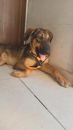 Spoed voor Melissa, Particulier, 1 tot 2 jaar, Buitenland, Teef